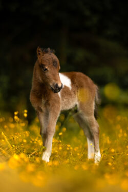 Darling Dandelion «Dany»