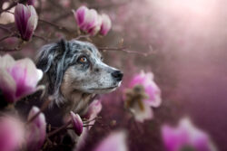 Fairy-Floss Princess Caroline «Kya»